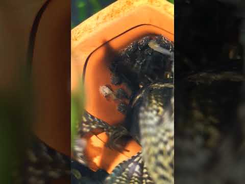 Baby Longfin Bristlenose Plecos and Dad! #pleco #a I always enjoy watching my fish be parents! this longfin bristlenose pleco dad has done an amazing j