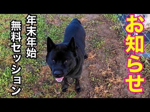 年末年始犬の問題行動無料セッションのお知らせ