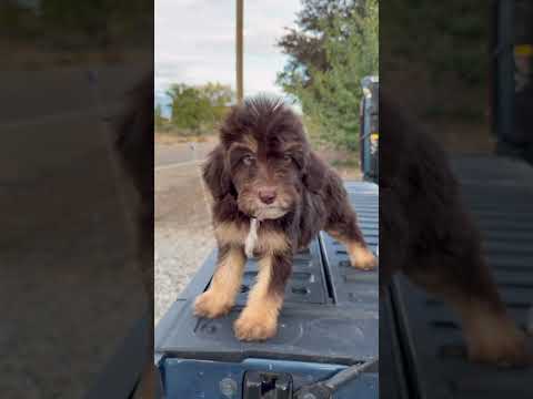 Mini Aussie doodle female with blue eye. She has a family 🫶🏼