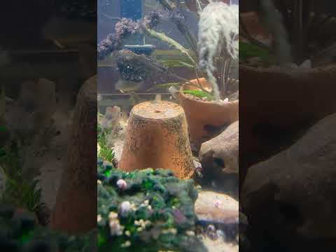 Plotting My Demise😆 #corydoras #fish  #fishkeep 