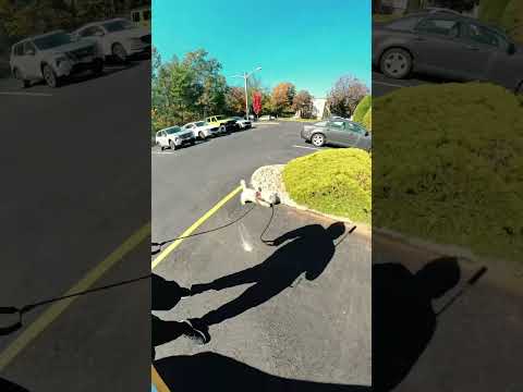 #westie #dog #doglife