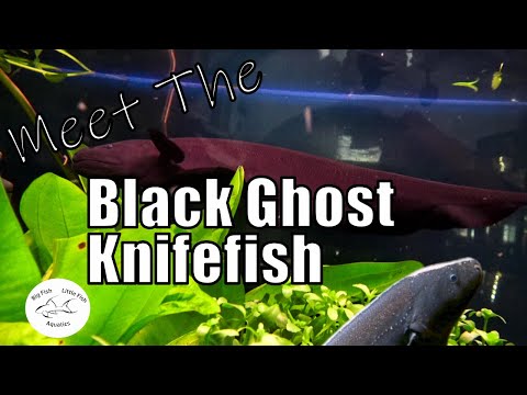 Meet the Black Ghost Knife Fish | Species Profile Meet the Black Ghost Knife Fish | Species Profile

In todays video, we talk about one unusual aquari