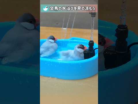 文鳥の水浴びを見て、暑い毎日を乗り切ろう！#文鳥 #水浴び #プール #birds #shorts
