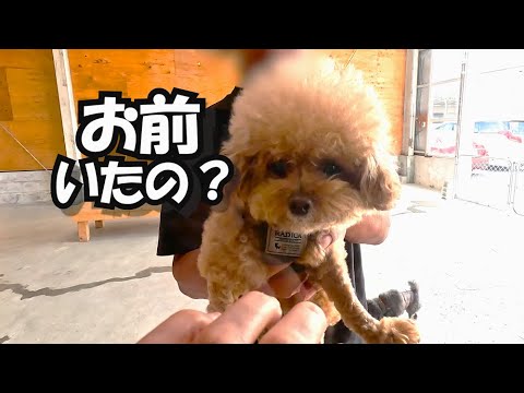 カフェから帰宅後に騒動を起こす犬の様子がこちらです