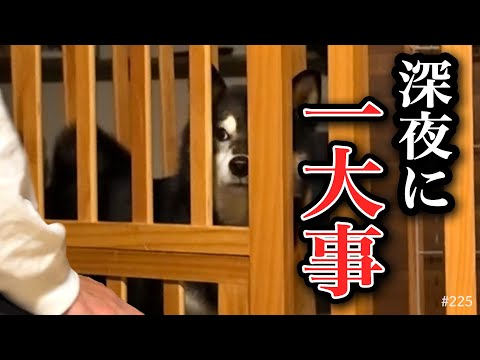 深夜に緊急事態、一大事な柴犬