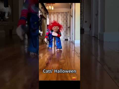 Scary kitty!! 😱 #trending #animals #shortvideo