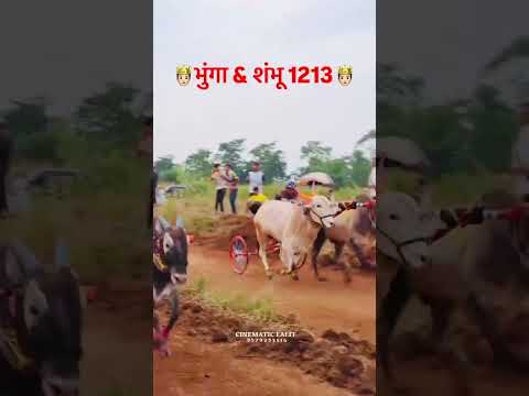 | 👑 भुंगा Don & शंभु 1213 🔥 | बिनजोड शर्यत | #bailgadasharyat #bailgada #baliraja