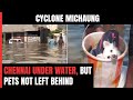 Cyclone Michaung: Chennai Man Carries Dog In Bucket As Heavy Rain Submerges Roads