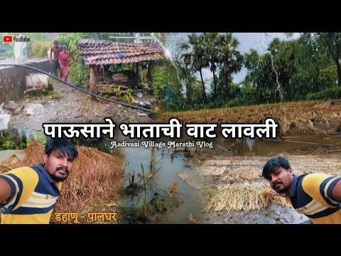 पाऊसाने भाताची वाट लावली 🌾😭 दिवाळीचा पुर केला बोनस | Aadivasi Tribes Village | Marathi Vlog | Farmer