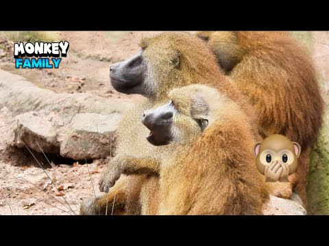 Wonderful Monkey Family Having a Good Time Together