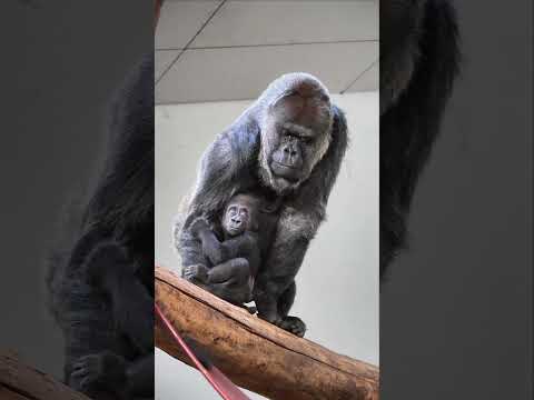 Heartwarming moment between Makongo and Dalila #babygorilla #gorilla