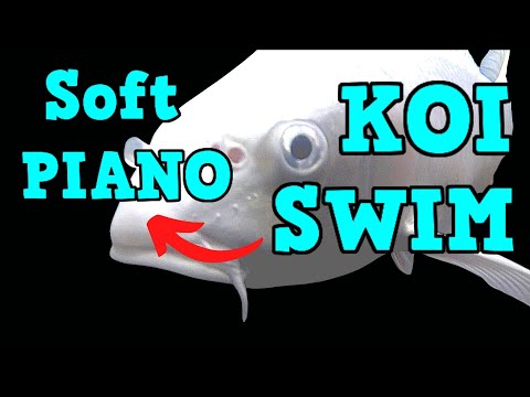 KOI SWIM Ep13  Soft Piano  RELAX NOW  !! KOI SWIM Ep13  Soft Piano  RELAX NOW  !! offers a wonderful selection of beautiful piano music featu