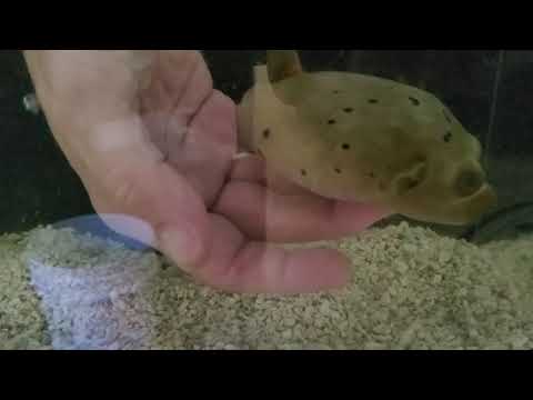 Blackspotted Puffer Fish Tolerates Human Touch