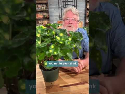 screenshot of youtube video titled Got a shady, moist spot in your garden?  🏡 #gardeningtips