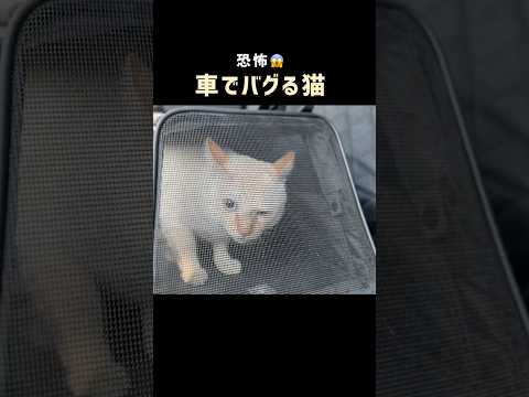 猫がバグって…本気で焦った😱