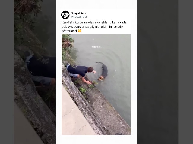 Kendisini kurtaran adamı kanaldan çıkana kadar bekleyip sonrasında minnettarlık göstermesi 🥰