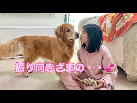 胸キュン💕な展開を繰り広げる姉と愛犬【ゴールデンレトリバーとミニチュアダックスフンド】