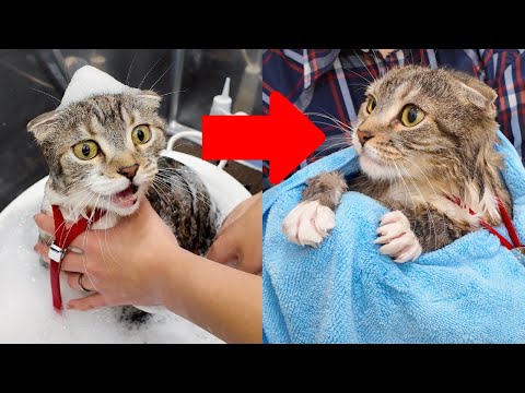 猫の動画サムネイル - お風呂が大嫌いな猫vsプロのグルーマーさんの結末がコチラ🤣🤣🤣