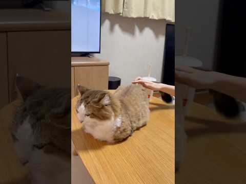 ひのき猫と秀吉が紡ぐ癒しの日常風景 サムネイル