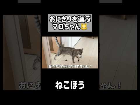 おにぎりを運ぶマロちゃんのかわいい動きと癒しの短い動画 サムネイル