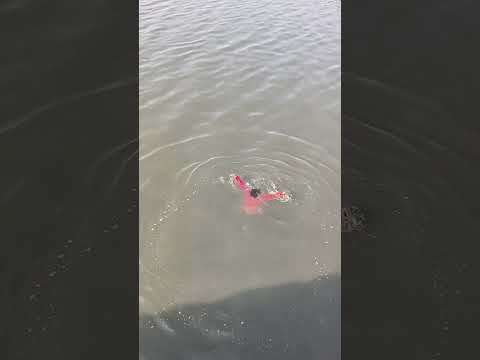 Dub jayega aaj #shorts