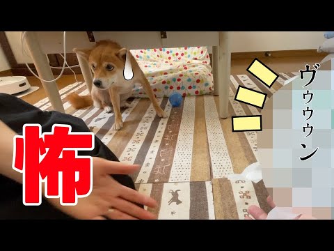 【警戒】部屋で唸り声を上げるそいつに馴染めない柴犬小夏　DAISOお買い物