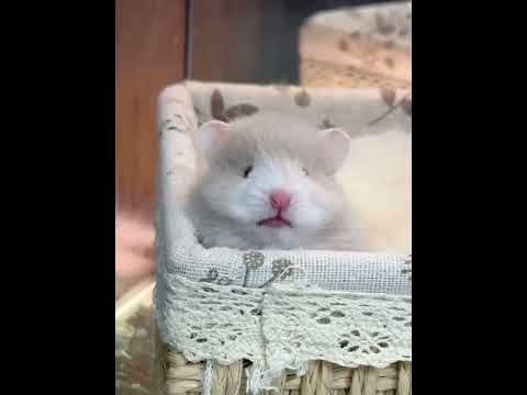 Baby your eyes are so small and cute #Golden Thread Bear#Poly-striped golden-threaded bear