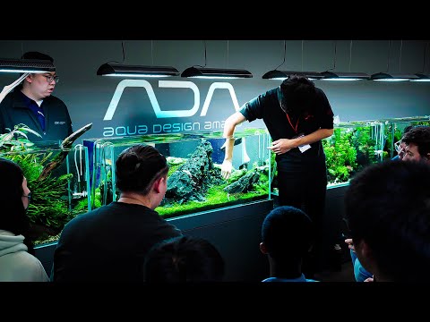 The JAPANESE Way of Aquascaping | How ADA Maintain 👇👇 FOR THE BEST TOOLS AND ACCESSORIES 👇👇
GREEN AQUA SHOP_ https_//greenaqua.hu/en/

Dive
