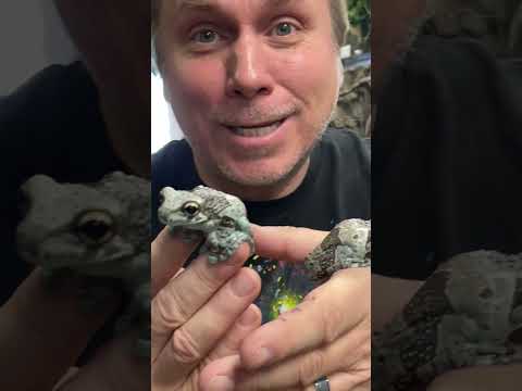 #throwback #brianbarczyk #gargoylegecko #milkfrogs Have you subscribed? Linktree_ https_//linktr.ee/brianbarczyk

Become A YouTube Member & Get Your Cu
