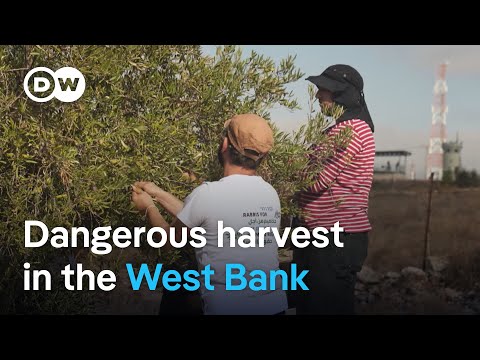 Why Israelis are helping West Bank Palestinians harvest olives | DW News