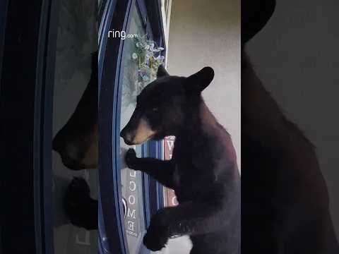 This bear must have *really* wanted to get inside this home