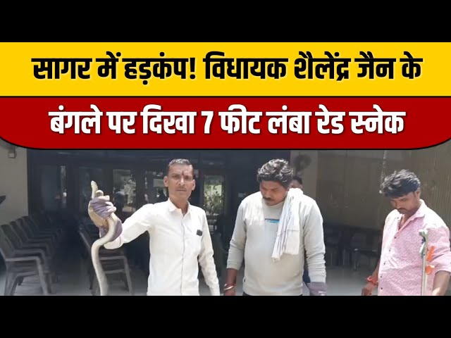 🔥सागर में हड़कंप! विधायक शैलेंद्र जैन के बंगले पर दिखा 7 फीट लंबा रेड स्नेक 🐍 | Indian Tv News

#entertainmentnews #bollywood #bollywoodactor #bollywoodcelebrity #bollywoodfashion #indiancinema #indianentertainment #bollywoodnews #bollywoodstyle #itnfilmy