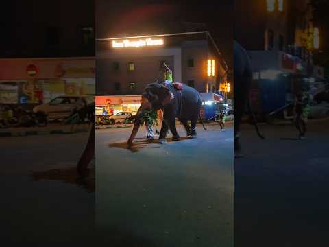 പാപ്പാൻ വടി ആനയുടെ തലയിൽ കുത്തിപിടിച്ചുള്ള ഇരിപ്പ് കണ്ടോ 😱😱 #shortsfeed #shorts #viral