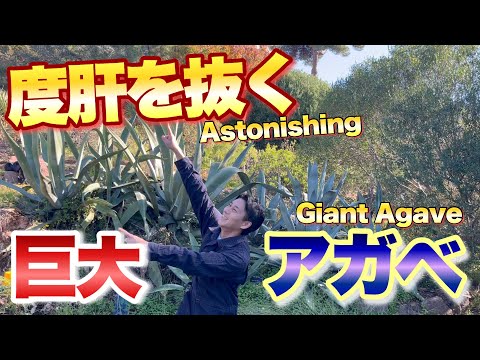 【フランスで発見！】花を咲かせた巨大アガベ【育て方】