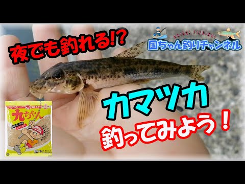 【大阪で一番よく釣れる川】ヤバい！マルキュー九ちゃん練りエサでカマツカが釣れるよ！夜釣りもOk！大和川は魚種豊富♪2時間で五目釣りなら簡単！オイカワにスゴモロコ・タモロコ、ニゴイに鯉っ子