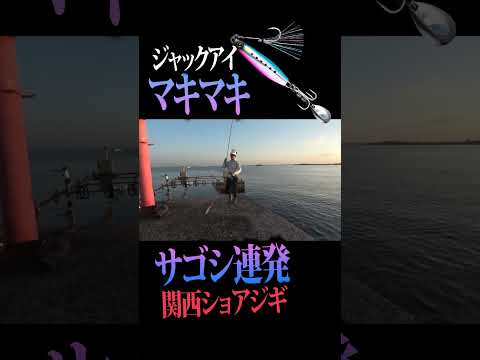 マキマキでサゴシ連発！関西ショアジギング #ショアジギング#釣り #ジャックアイ #ジャックアイマキマキ #マキマキ #サゴシ #ライトショアジギング