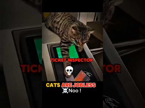 Cat's Are JobLess ☠️ #cat #funnycat #cutecat #catlovers