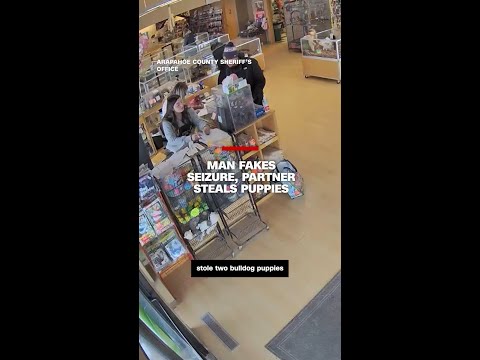 Man fakes seizure, partner steals puppies