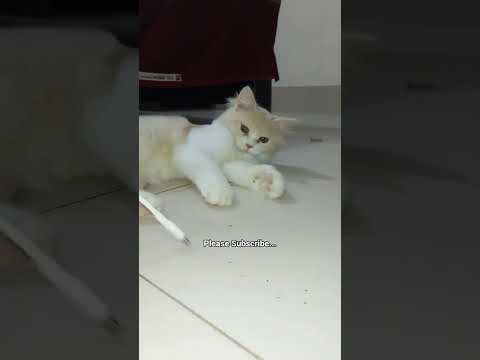 Cats, Cat Videos, Cat lovers #catshorts #cat #funnycat