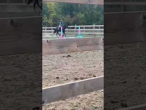 Old viddd #equestrianriding #smalljump #horse #horseenthusiast #equestrian #horsefan