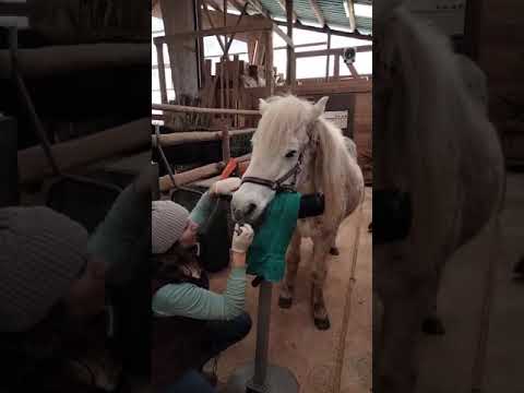Opération dentaire pour le cheval islandais Efstur, 31 ans / Zahnoperation für das Islandpferd.