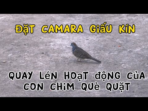Con chim tật nguyền què quặt bị quay lén , tiếp tục kiếm ăn để sống tiếp