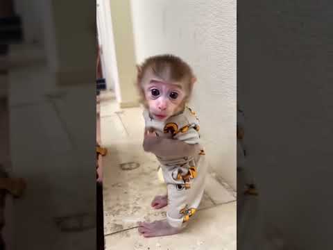 Baby monkey so cute cute cute❤️❤️❤️