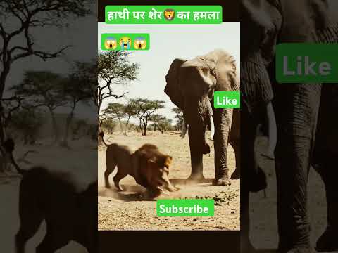 🦁 ओह माय गॉड शेर और हाथी की लड़ाई🦁 जबरदस्त फाइट #shorts #viralshorts #trending