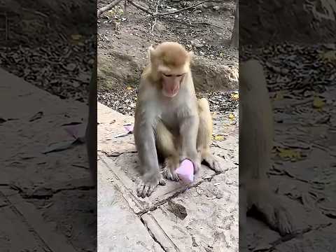 Ngasih kue ke monyet #riaab22 #trending