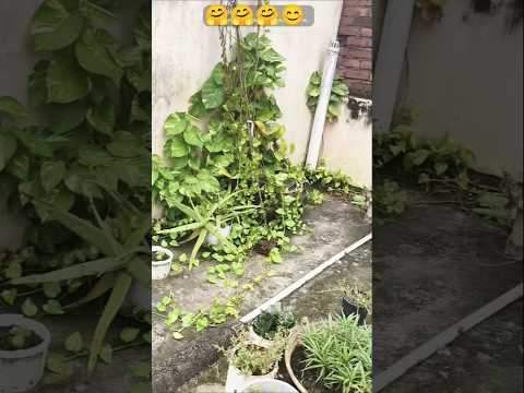 beautiful plants ☘️☘️🤩🤩 #gulbadan