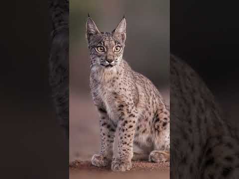 Wandering what images I got in this Hide for Wildlifephotographers? #wildlife #wildlifephotography