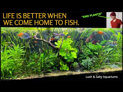 Life is Awesome_ The Biggest Aquarium in my Home! Nothing compares to the shimmery glow of a massive freshwater display aquarium.
