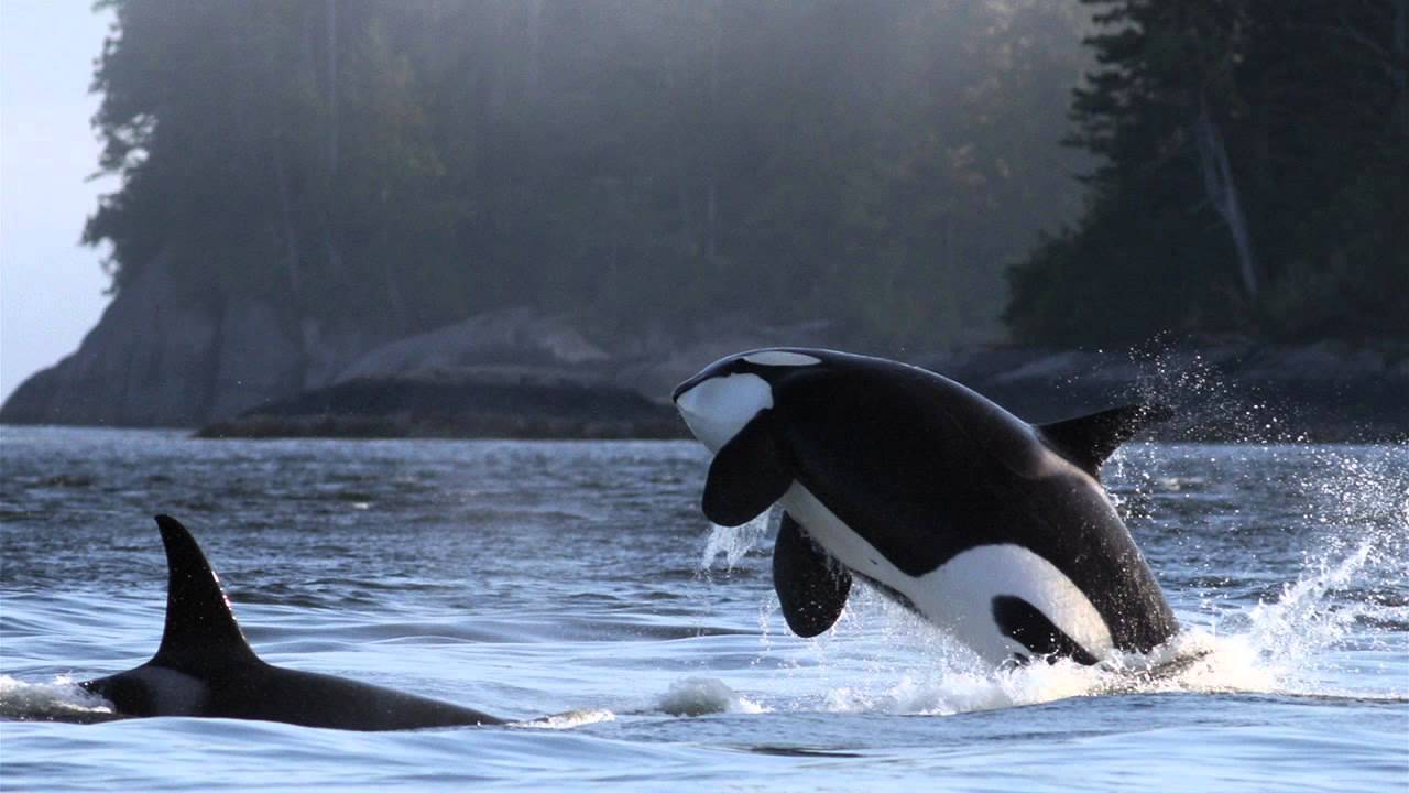 Northern Resident Orca vocalizations - YouTube