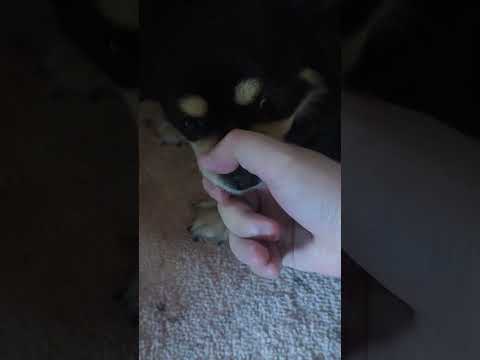 噛んで引っ張る時が痛い。#Shorts #子犬 #チワワ